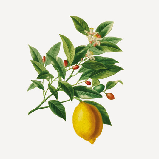 Älskade citrus